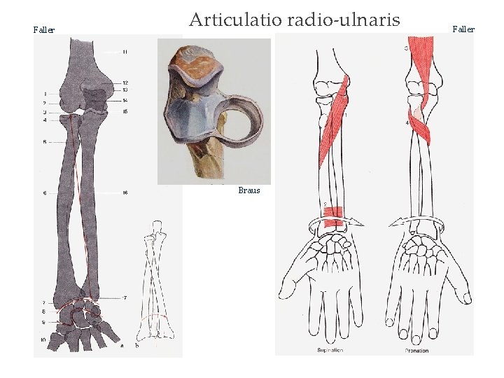 Faller Articulatio radio-ulnaris Braus Faller 