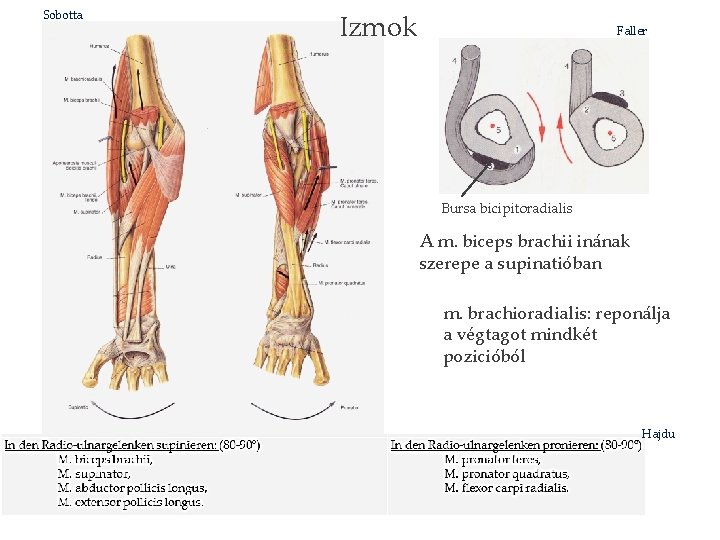 Sobotta Izmok Faller Bursa bicipitoradialis A m. biceps brachii inának szerepe a supinatióban m.