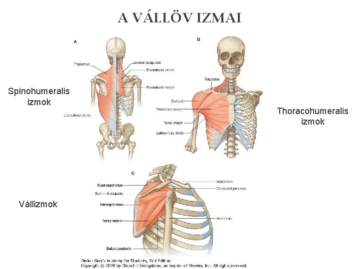 A VÁLLÖV IZMAI Spinohumeralis izmok Vállizmok Thoracohumeralis izmok 