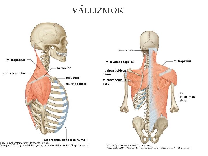 VÁLLIZMOK 
