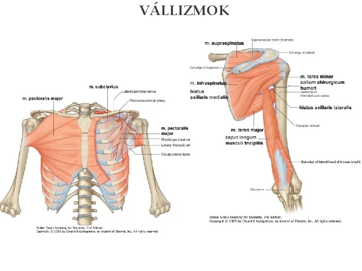 VÁLLIZMOK 