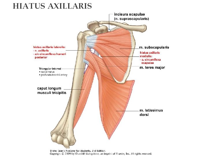 HIATUS AXILLARIS 