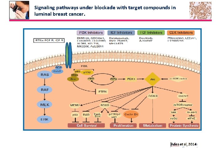 Signaling pathways under blockade with target compounds in luminal breast cancer. 