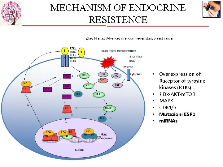 MECHANISM OF ENDOCRINE RESISTENCE • Overexpression of Raceptor of tyrosine kinases (RTKs) • PI