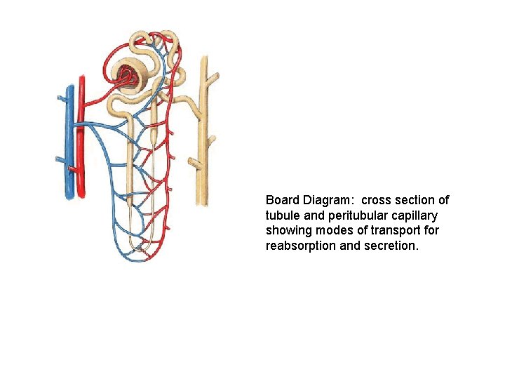 Board Diagram: cross section of tubule and peritubular capillary showing modes of transport for