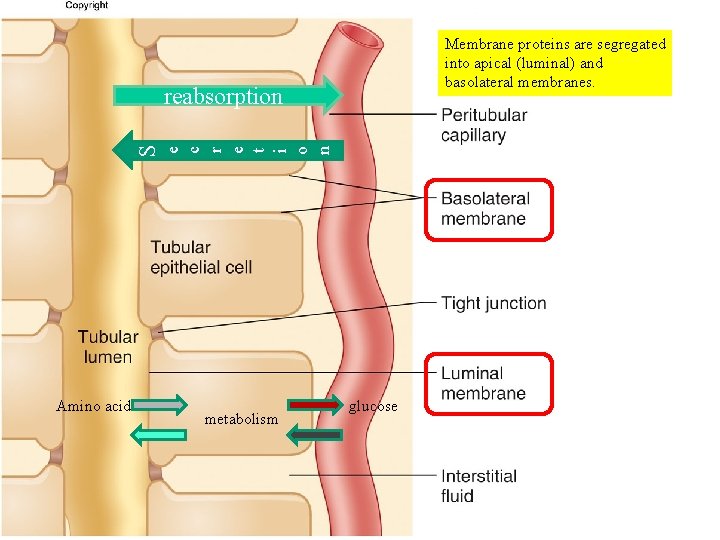 Membrane proteins are segregated into apical (luminal) and basolateral membranes. Figure 14. 10 Amino