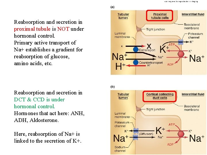 Reabsorption and secretion in proximal tubule is NOT under hormonal control. Primary active transport