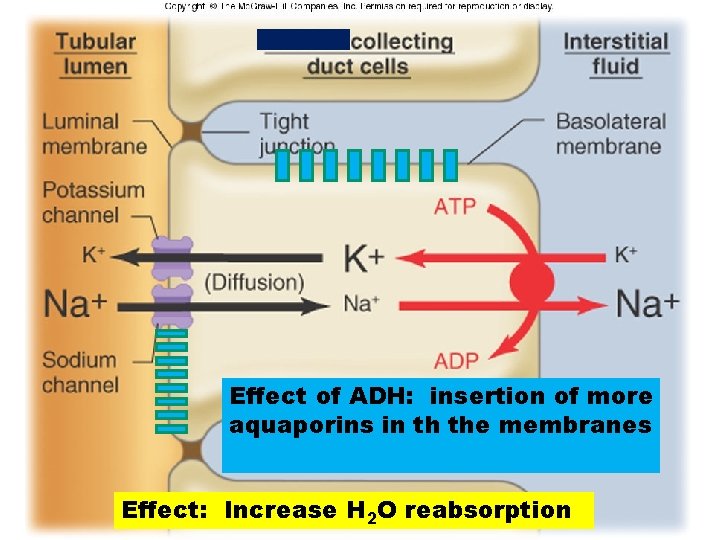 Effect of ADH: insertion of more aquaporins in th the membranes Effect: Increase H