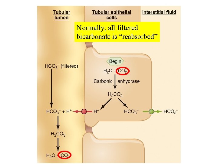 Normally, all 14. 31 filtered Figure bicarbonate is “reabsorbed” 