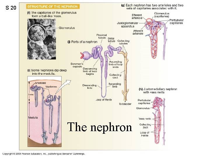 S 20 The nephron 