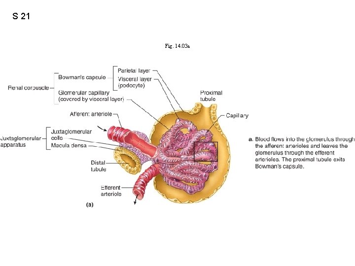 S 21 Fig. 14. 03 a 