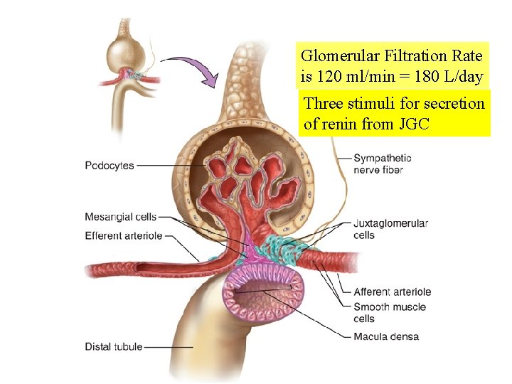 Fig. 14. 05 Glomerular Filtration Rate is 120 ml/min = 180 L/day Three stimuli