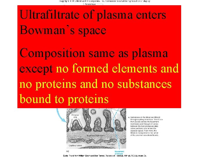 Ultrafiltrate of plasma enters Bowman’s. Figure space 14. 03 Composition same as plasma except