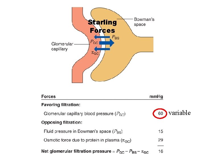 Starling Fig. 14. 08 Forces variable 