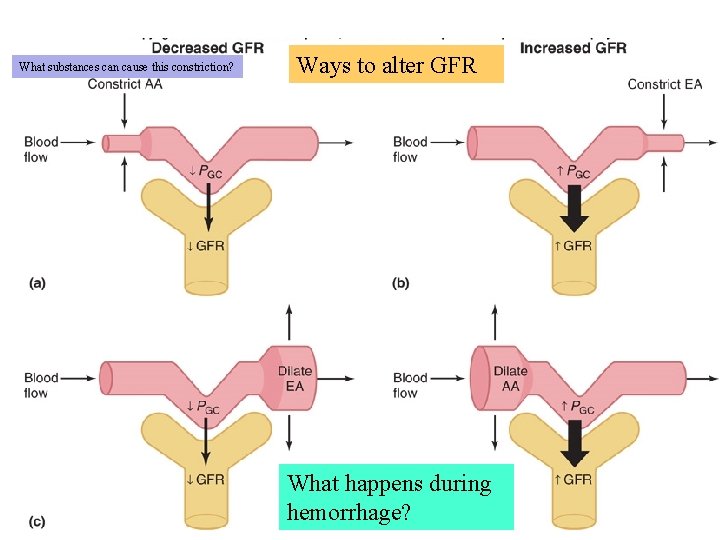 What substances can cause this constriction? Ways to alter GFR Fig. 14. 09 What