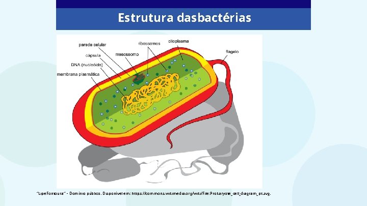 Estrutura dasbactérias “Lipe. Fontoura” – Domínio público. Disponível em: https: //commons. wikimedia. org/wiki/File: Prokaryote_cell_diagram_pt.
