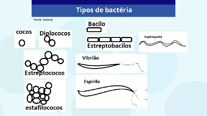 Tipos de bactéria Fonte: Autoral 