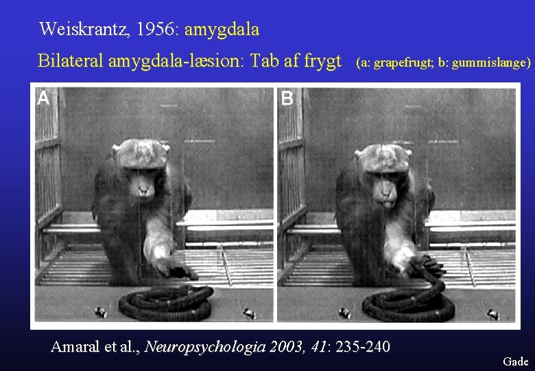 Weiskrantz, 1956: amygdala Bilateral amygdala-læsion: Tab af frygt (a: grapefrugt; b: gummislange) Amaral et