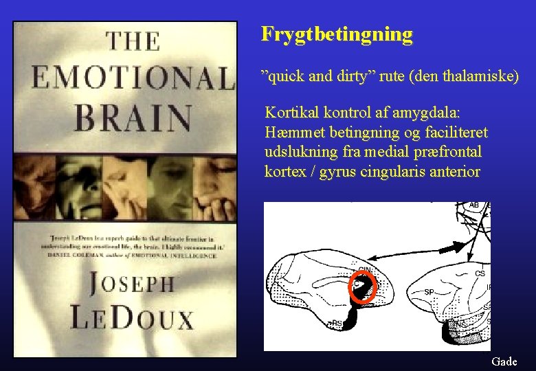 Frygtbetingning ”quick and dirty” rute (den thalamiske) Kortikal kontrol af amygdala: Hæmmet betingning og
