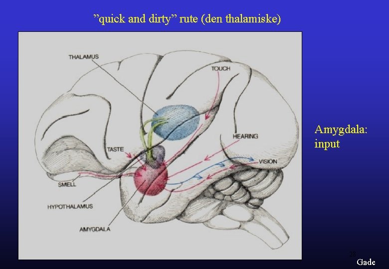 ”quick and dirty” rute (den thalamiske) Amygdala: input 28 Gade 