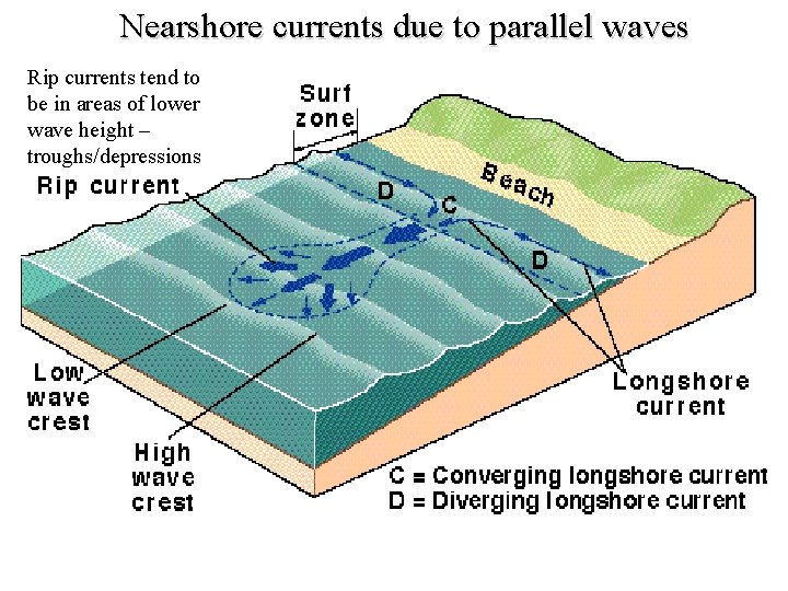 Nearshore currents due to parallel waves Rip currents tend to be in areas of