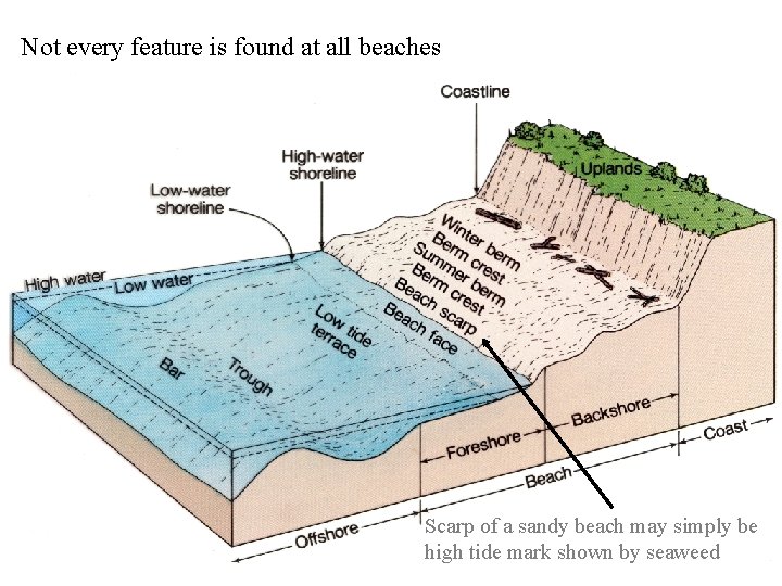 Not every feature is found at all beaches Scarp of a sandy beach may
