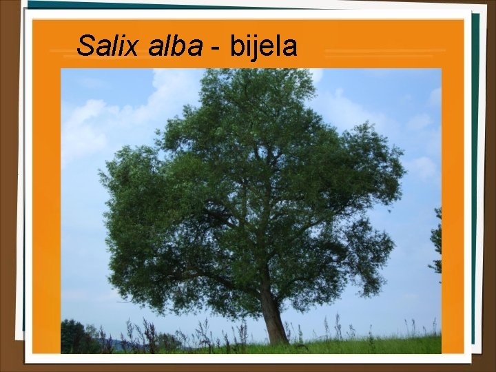 Salix alba - bijela vrba 