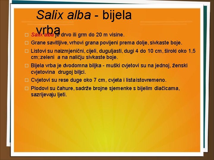 � Salix alba - bijela vrba Salix alba je drvo ili grm do 20
