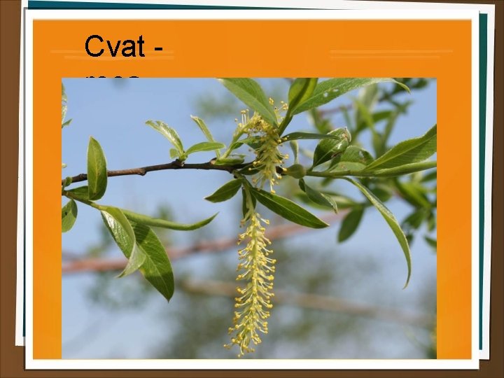 Cvat resa 