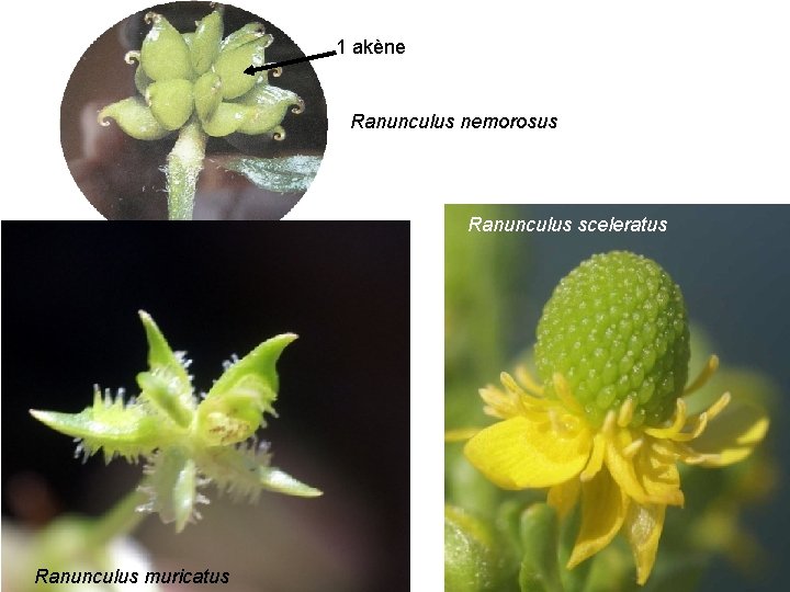  Fruit=un ensemble d’akènes 1 akène Ranunculus nemorosus Ranunculus sceleratus Ranunculus muricatus 