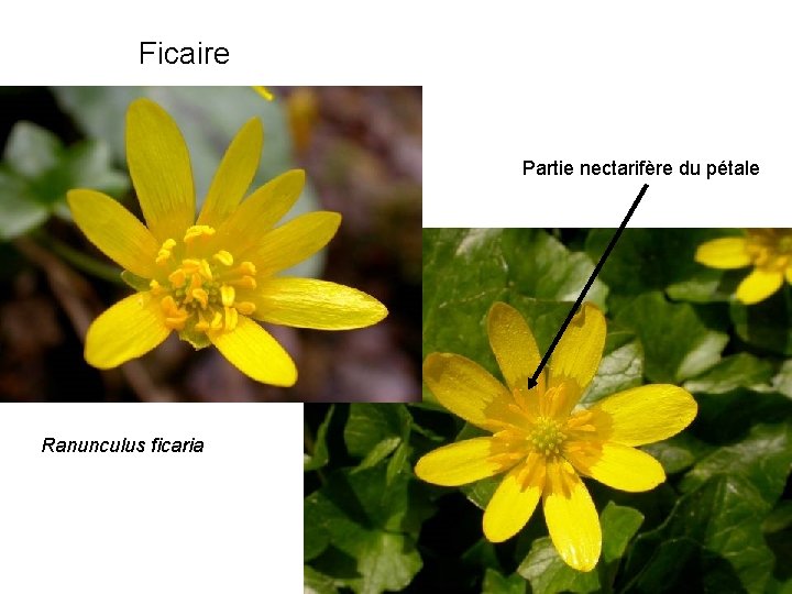 Ficaire Partie nectarifère du pétale Ranunculus ficaria 