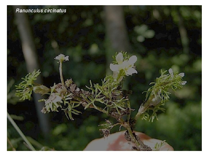 Ranunculus circinatus R. aquatique 