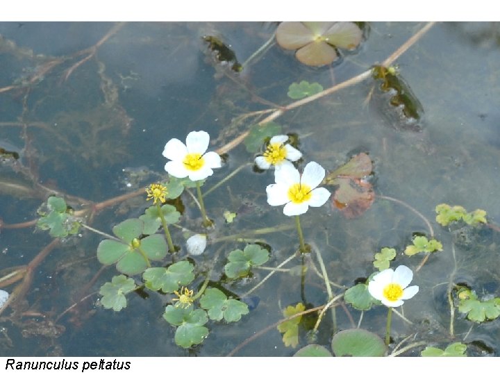 Renoncule aquatique Ranunculus peltatus 