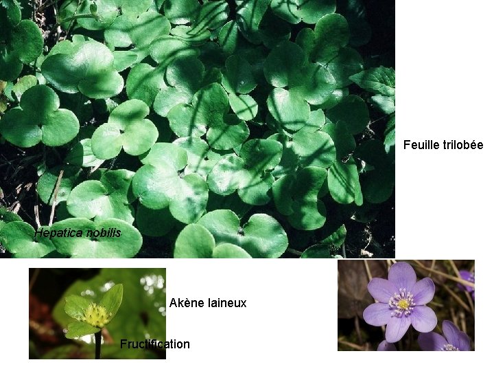 Hepatica Feuille trilobée Hepatica nobilis Akène laineux Fructification 