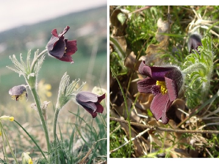 Pulsatilla rubra 