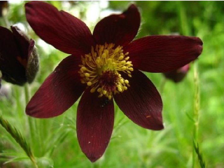 Pulsatilla rubra 