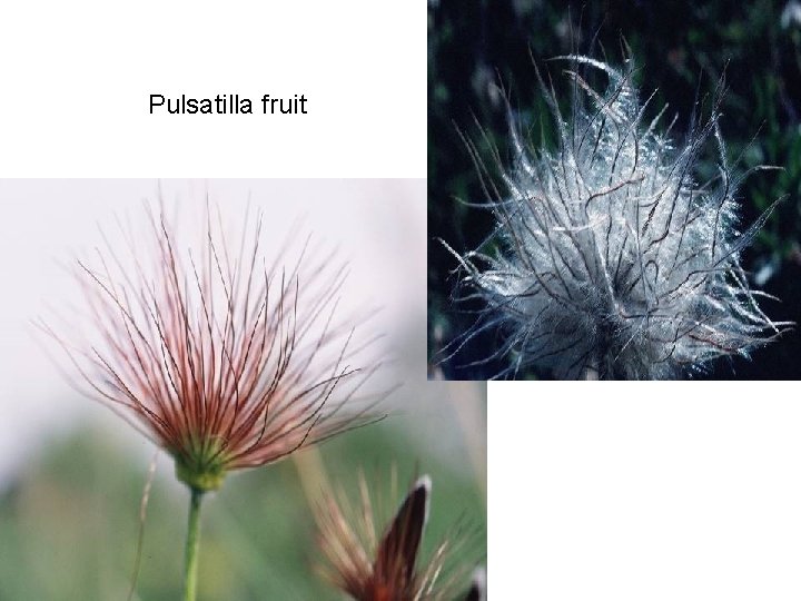 Pulsatilla fruit 