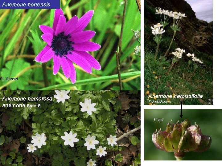 Anemone hortensis Autres Anémones CL. Gonnet Anemone nemorosa = anémone sylvie Anemone narcissifolia Tela