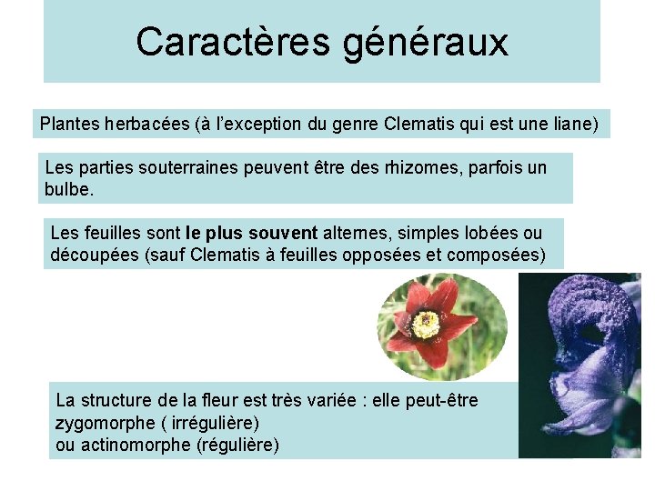 Caractères généraux Plantes herbacées (à l’exception du genre Clematis qui est une liane) Les