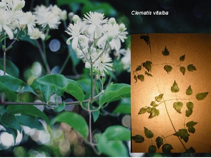 Clematis vitalba Clematite 