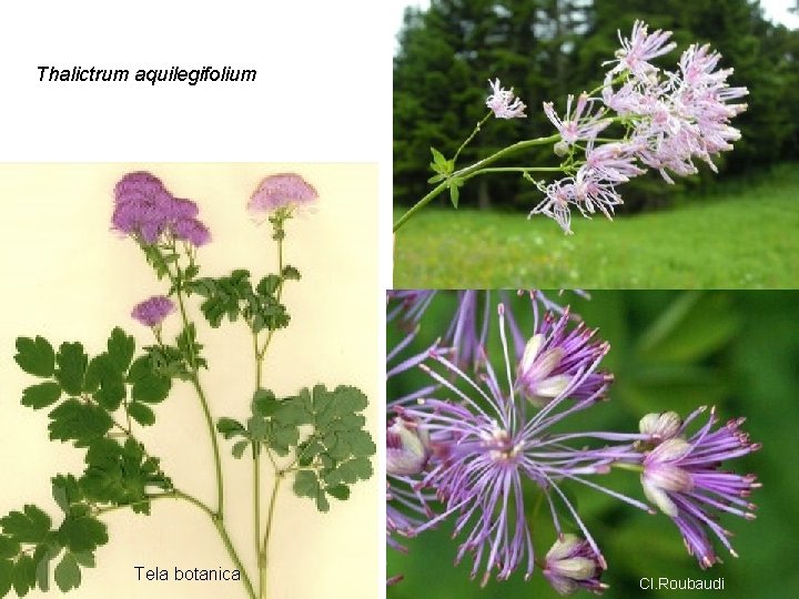 Thalictrum aquilegifolium Tela botanica Cl. Roubaudi 