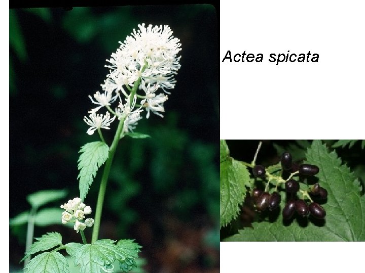 Actea spicata 