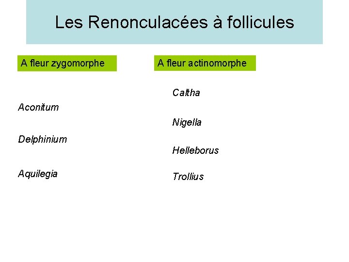 Les Renonculacées à follicules A fleur zygomorphe A fleur actinomorphe Caltha Aconitum Nigella Delphinium