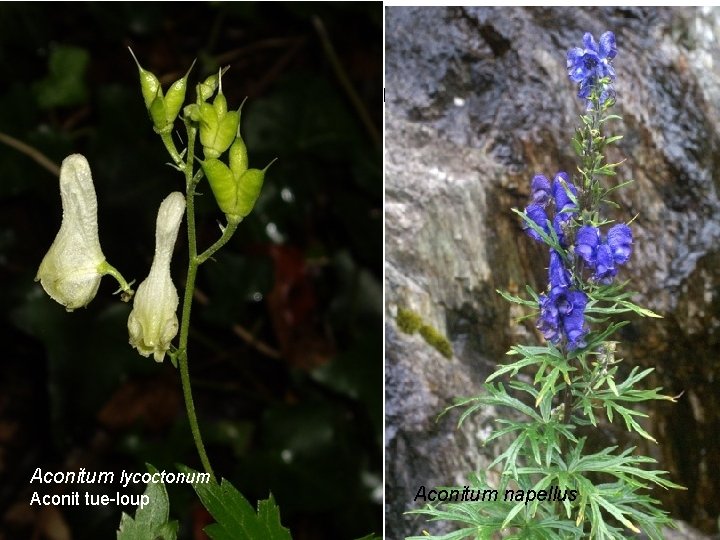 Aconitum lycoctonum Aconit tue-loup Aconitum napellus 