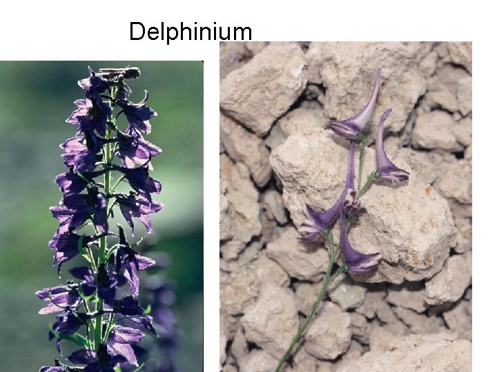 Delphinium 