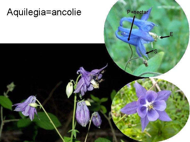 Aquilegia=ancolie P+nectar E S 