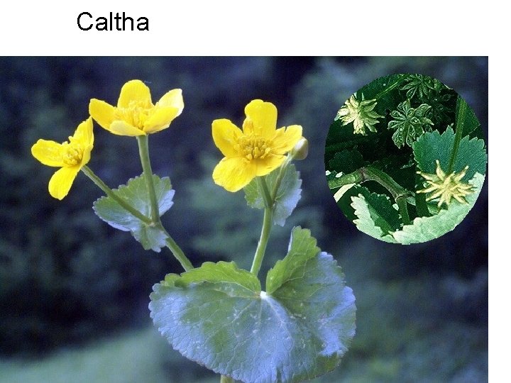 Caltha 