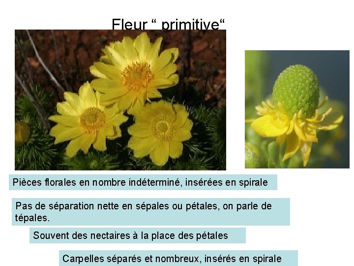 Fleur “ primitive“ Pièces florales en nombre indéterminé, insérées en spirale Pas de séparation