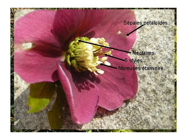 Helleborus Sépales pétaloïdes Nectaires 5 styles Nbreuses étamines 