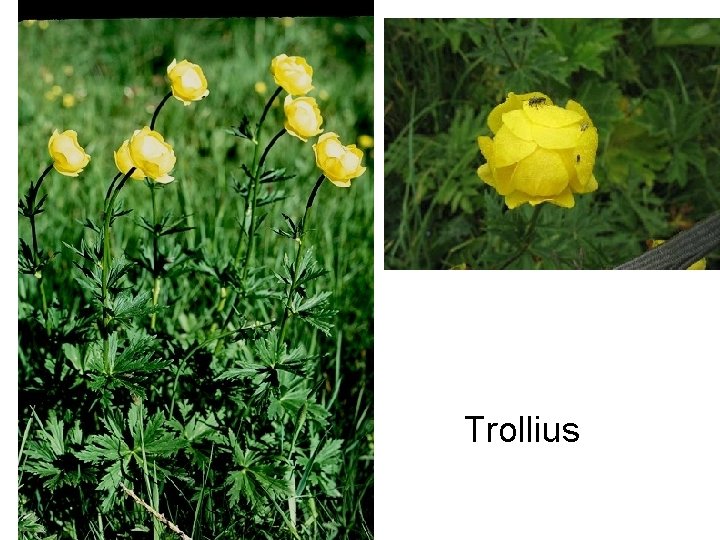 Trollius 